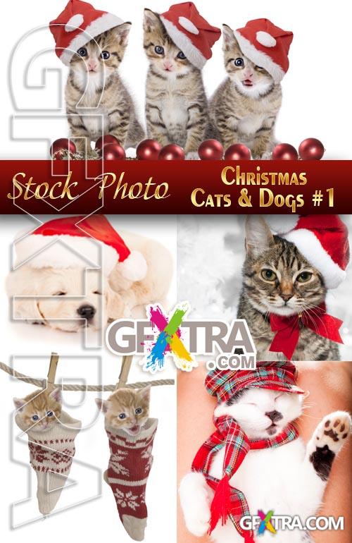 Cat and dog in Christmas hats #1 - Stock Photo