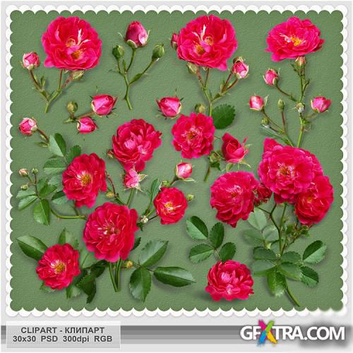 Scarlet, tea roses PSD - Pink Color Style