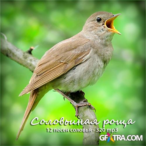 Song Of The Nightingale - 320 mp3 - Animals Audio Footage
