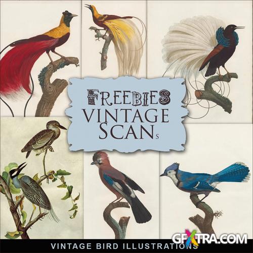 Scrap-kit - Vintage Birds Illustrations - Art Images For Design