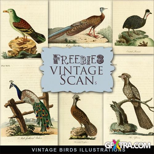 Scrap-kit - Vintage Birds Illustrations 2 - Art Images For Design