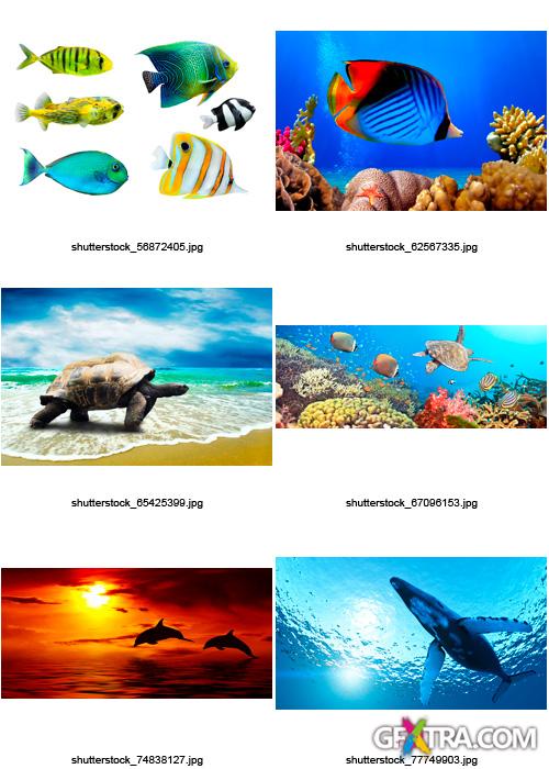 Amazing SS - Ocean &amp; Underwater World, 25xJPGs