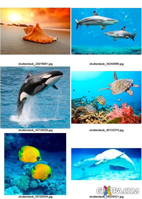 Amazing SS - Ocean &amp; Underwater World, 25xJPGs
