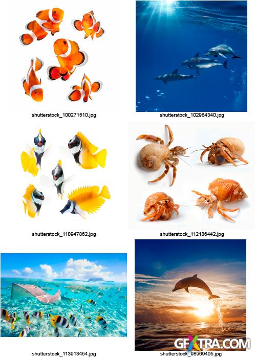 Amazing SS - Ocean &amp; Underwater World, 25xJPGs