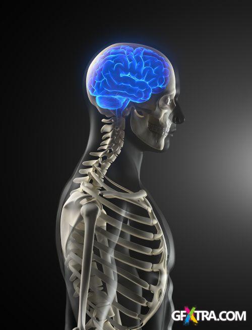 Human Anatomy Great Collection 175xJPG