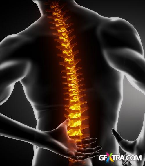 Human Anatomy Great Collection 175xJPG