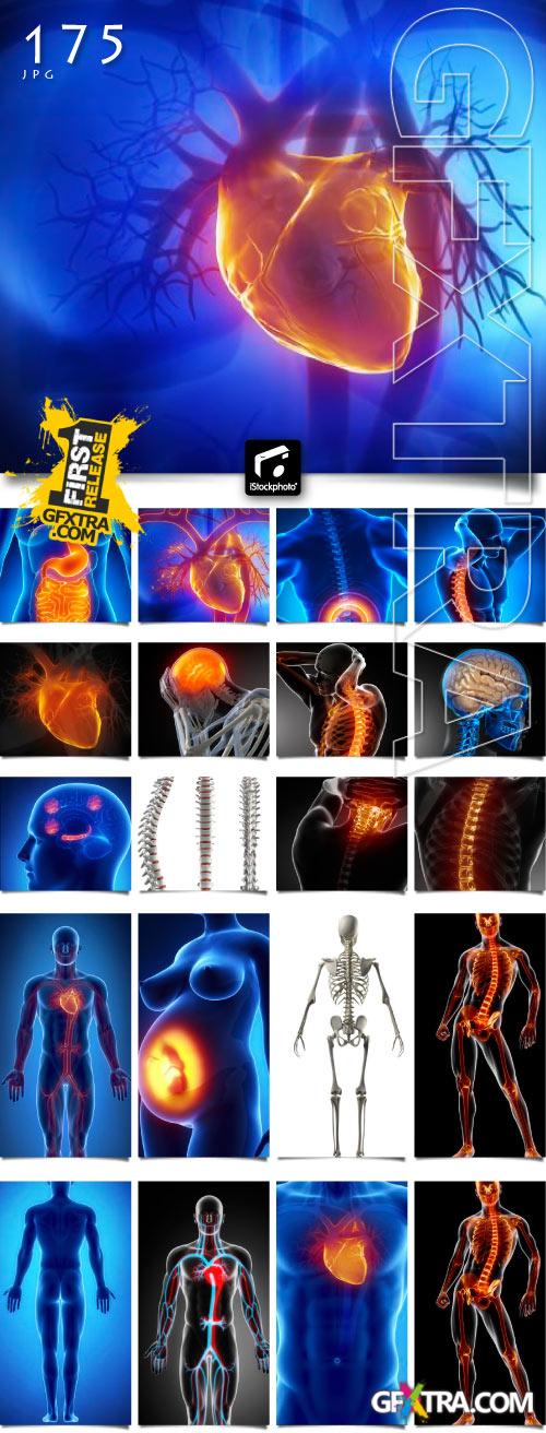 Human Anatomy Great Collection 175xJPG