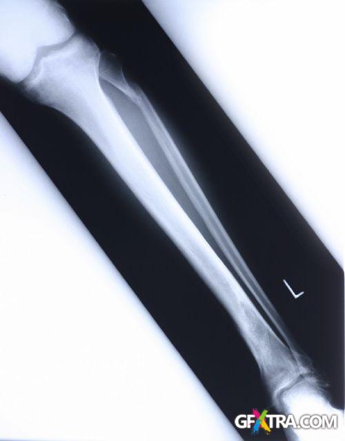 Human Anatomy Great Collection 175xJPG