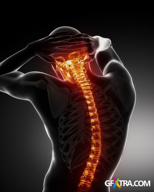 Human Anatomy Great Collection 175xJPG