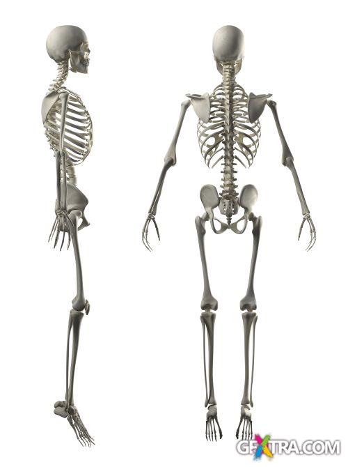Human Anatomy Great Collection 175xJPG