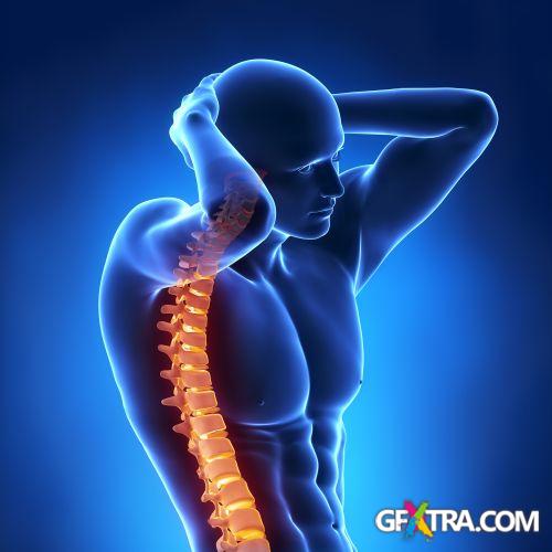 Human Anatomy Great Collection 175xJPG