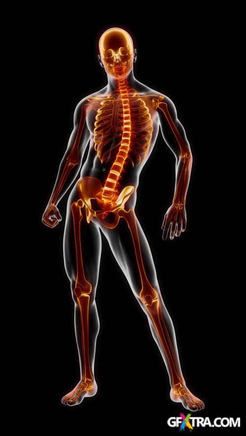 Human Anatomy Great Collection 175xJPG