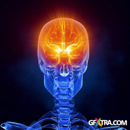 Human Anatomy Great Collection 175xJPG