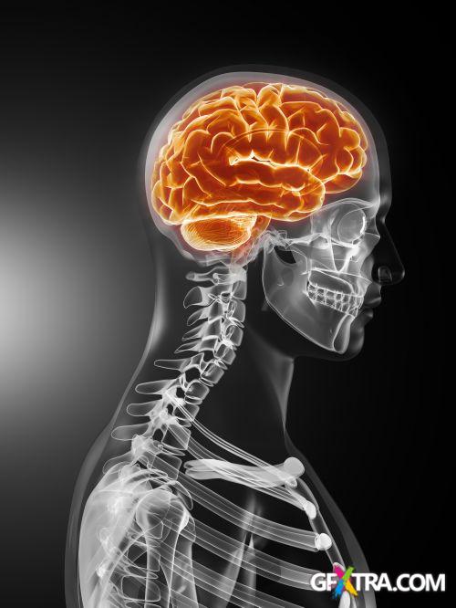 Human Anatomy Great Collection 175xJPG