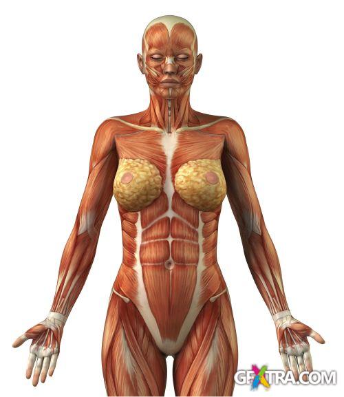 Human Anatomy Great Collection 175xJPG