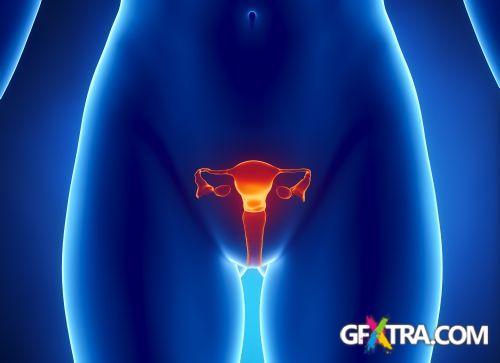 Human Anatomy Great Collection 175xJPG