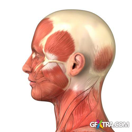 Human Anatomy Great Collection 175xJPG