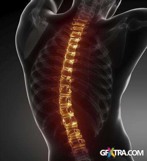 Human Anatomy Great Collection 175xJPG