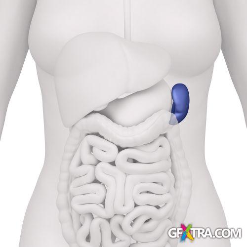 Human Anatomy Great Collection 175xJPG