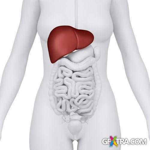 Human Anatomy Great Collection 175xJPG