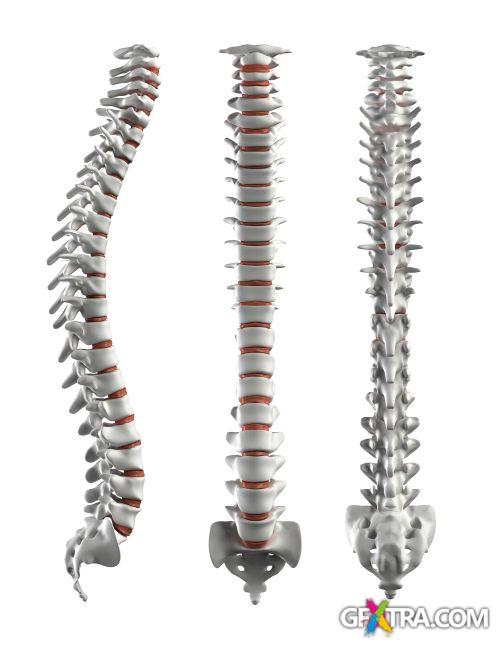 Human Anatomy Great Collection 175xJPG