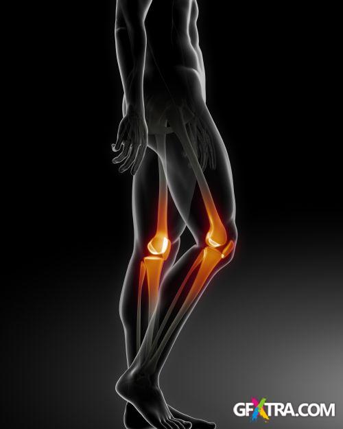 Human Anatomy Great Collection 175xJPG