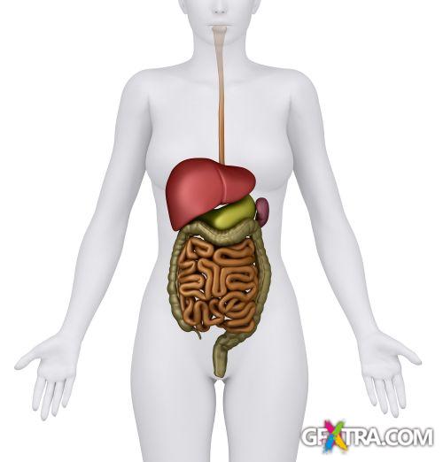 Human Anatomy Great Collection 175xJPG