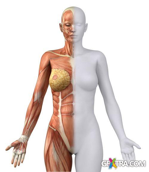 Human Anatomy Great Collection 175xJPG