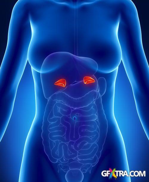 Human Anatomy Great Collection 175xJPG