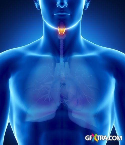 Human Anatomy Great Collection 175xJPG