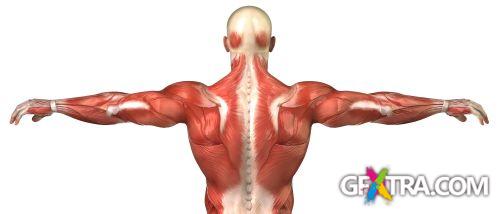 Human Anatomy Great Collection 175xJPG