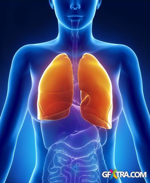 Human Anatomy Great Collection 175xJPG