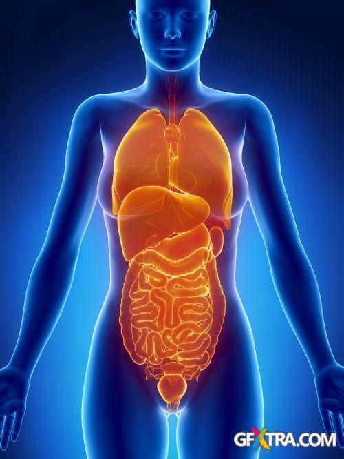 Human Anatomy Great Collection 175xJPG