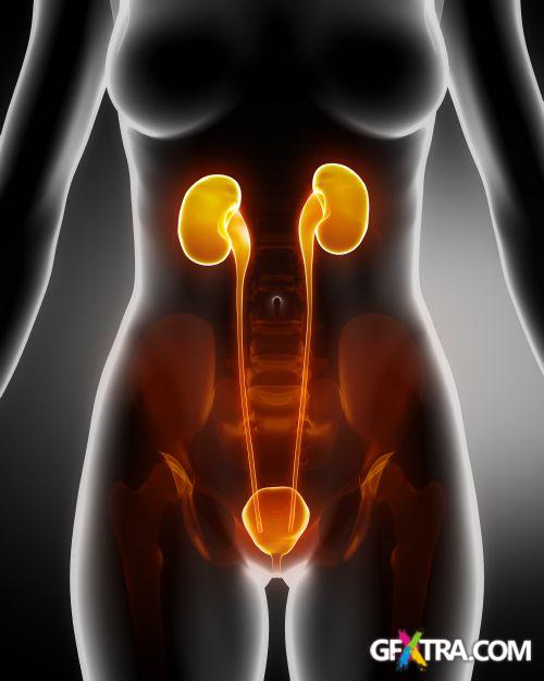 Human Anatomy Great Collection 175xJPG