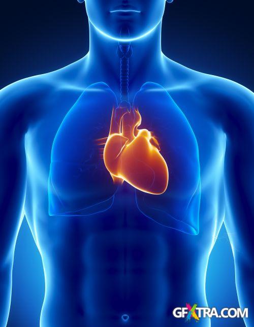 Human Anatomy Great Collection 175xJPG