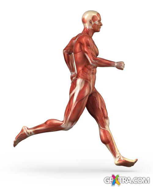 Human Anatomy Great Collection 175xJPG