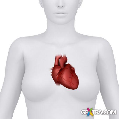 Human Anatomy Great Collection 175xJPG