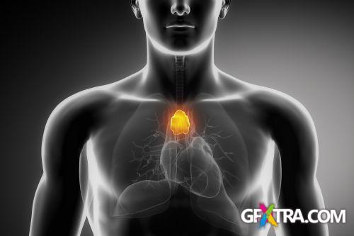 Human Anatomy Great Collection 175xJPG