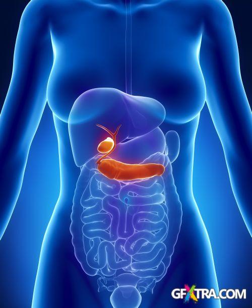 Human Anatomy Great Collection 175xJPG