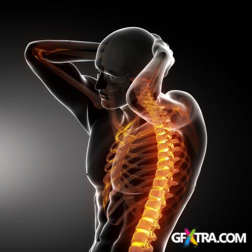 Human Anatomy Great Collection 175xJPG