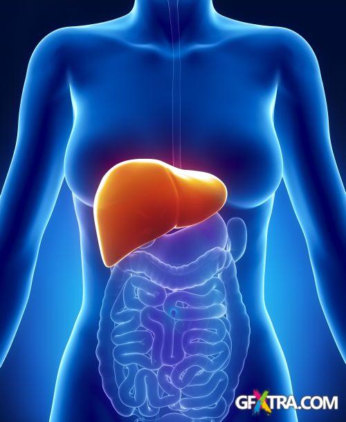 Human Anatomy Great Collection 175xJPG