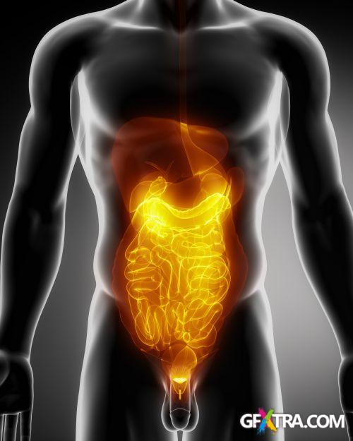 Human Anatomy Great Collection 175xJPG