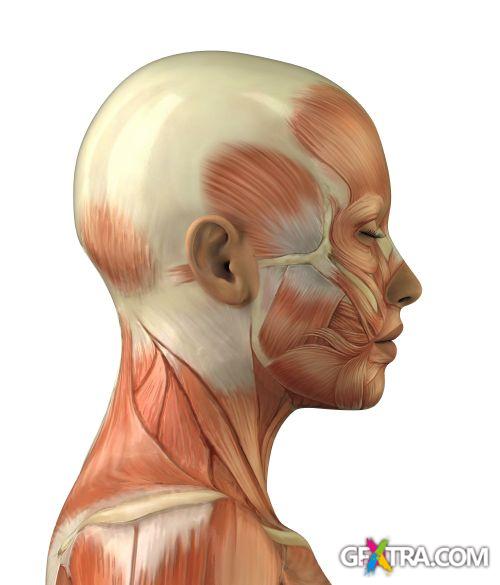 Human Anatomy Great Collection 175xJPG