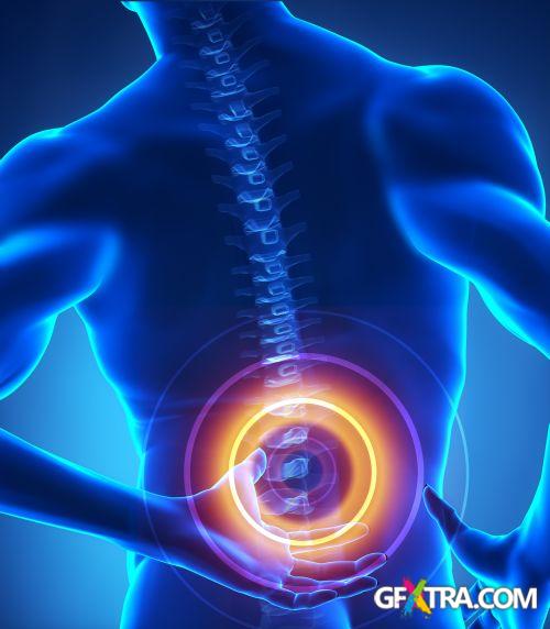 Human Anatomy Great Collection 175xJPG