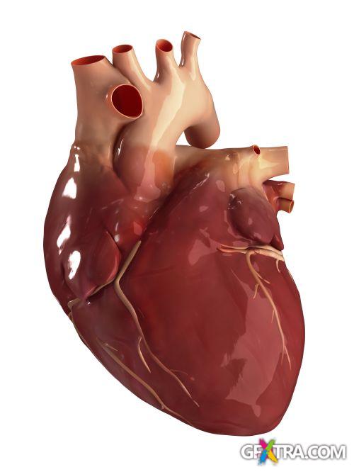 Human Anatomy Great Collection 175xJPG