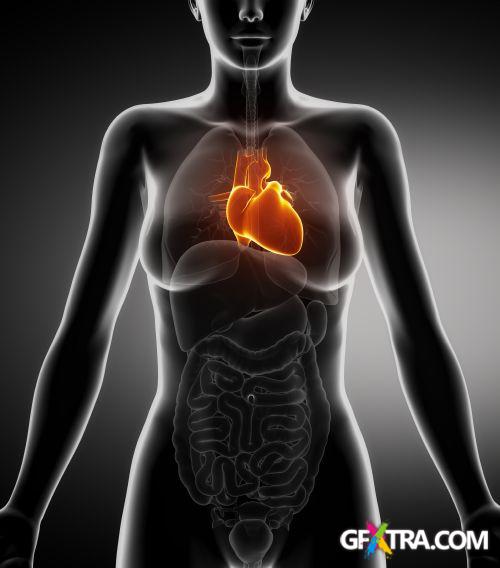 Human Anatomy Great Collection 175xJPG