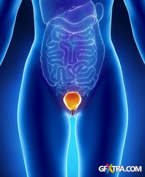 Human Anatomy Great Collection 175xJPG