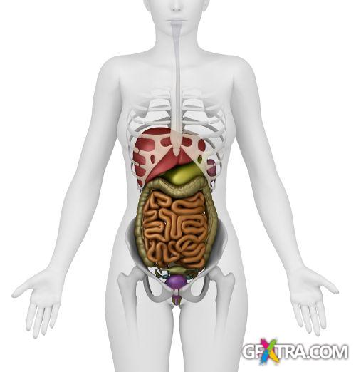 Human Anatomy Great Collection 175xJPG