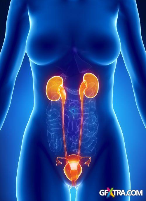 Human Anatomy Great Collection 175xJPG