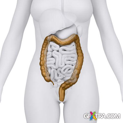 Human Anatomy Great Collection 175xJPG